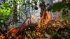 PUBLIKA WORLD. Разрушительные пожары охватили греческие курорты (видео)