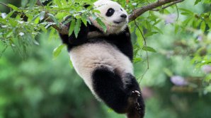 Посетители заповедника закидали камнями панду ради зрелищ