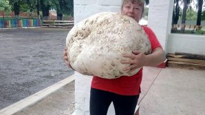 В Киевской области нашли гриб весом около 18 кг