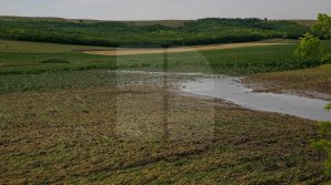 Непогода уничтожила более 200 гектаров сельхозугодий