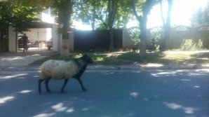 Овцу, гуляющую по городу без хозяина, снова заметили в Кишинёве: видео