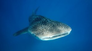 Ученые раскрыли тайну поведения китовых акул