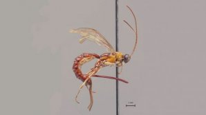 Финские ученые обнаружили неизвестное ранее насекомое