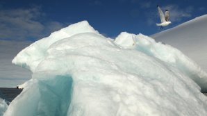От Гренландии откололся 6,5-километровый айсберг: видео