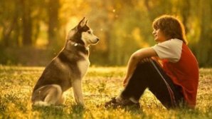 Учёные выяснили реакцию собак на эмоции их хозяев