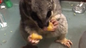 Прожорливый опоссум рассмешил пользователей Сети