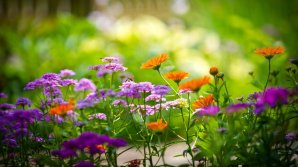 Жительница Кишинева создает уникальные украшения из полевых цветов