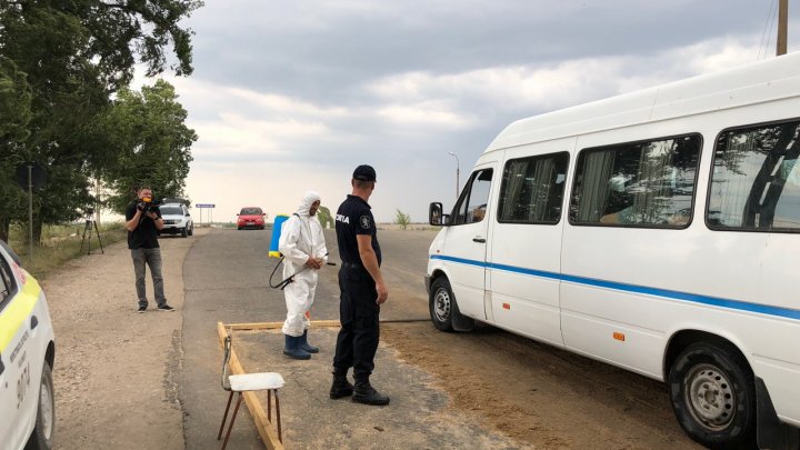 В километре от Вулканешт на обочине дороги нашли двух мертвых свиней