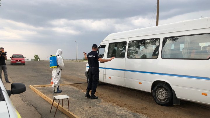 В километре от Вулканешт на обочине дороги нашли двух мертвых свиней