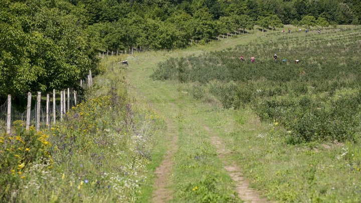 На единственной в стране плантации голубики начали сбор урожая: фоторепортаж 