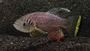 Ученые назвали самое быстро взрослеющее животное на Земле