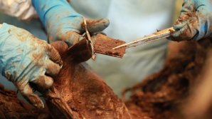 Ученые нашли скелет мамонта с мягкими тканями и шерстью