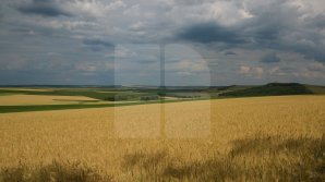 Урожайность пшеницы и гороха оказалась ниже ожидаемого 