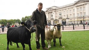 Возле Букингемского дворца пасется стадо из коров и редких овец