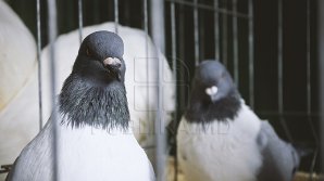 В Молдове сезон охоты на голубей и перепёлок открывается 18 августа