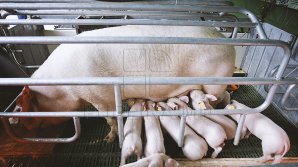 Вспышку африканской чумы свиней обнаружили в Вулканештах