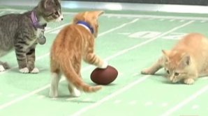 В США началась подготовка к Суперкубку по кошачьему футболу