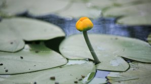 Цветовод из Бардара угощает гостей блюдами из корней кувшинок 