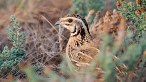 Сезон охоты на голубей и перепёлок продлится до 14 октября 