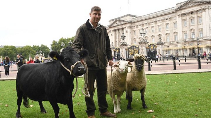 Возле Букингемского дворца пасется стадо из коров и редких овец