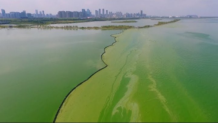 В Китае водоросли изменили цвет озера