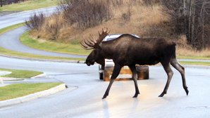 Лось спровоцировал смертельное ДТП в Тверской области