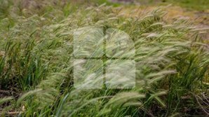 В Молдове объявлен желтый код метеоопасности из-за сильного ветра