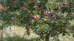 Плацинду диаметром в три метра испекли на яблочном фестивале в Сороках