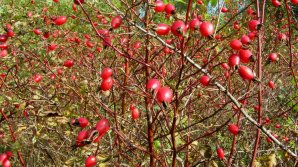 В стране завершается сбор шиповника: осталась всего пятая часть плодов