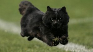 В Италии монахиня попала в аварию из-за черного кота