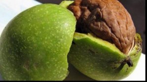 Аграрии приступили к сбору орехов