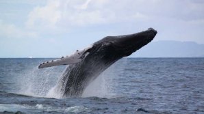 Киты устроили представление перед туристами у побережья Канады