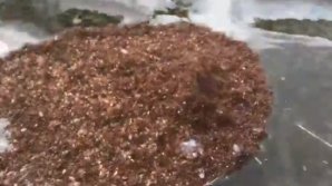 Острова из муравьев‐убийц появились в США из‐за урагана «Флоренс»