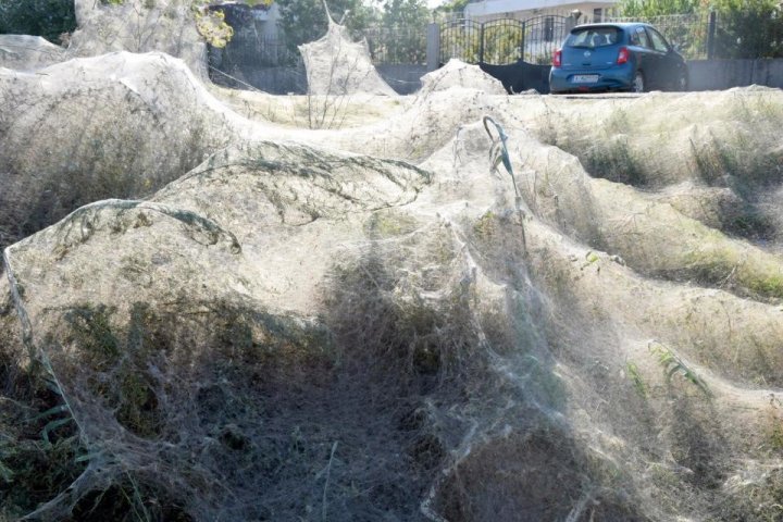 Нашествие пауков: В Греции город опутало паутиной (фото)