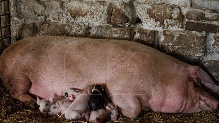 Карантин в Парканах: у свиней нашли инфекционное заболевание