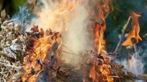 Штраф за сжигание опавших листьев составляет 600 леев