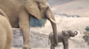 В зоопарке США родились два слоненка