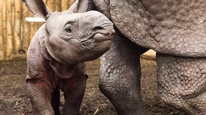 Премьер-министр Венгрии "усыновил" носорога