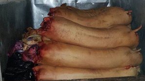 Две тонны свинины везли в Кишинев в антисанитарных условиях и без документов (фото)