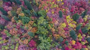 Снятый на видео в США аномальный лес шокировал путешественников