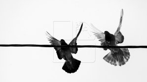 Фермер из Бельц разводит голубей редких пород