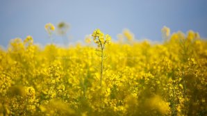 Засушливая осень может привести к снижению урожая рапса