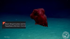 "Неизвестное" морское существо озадачило австралийских ученых