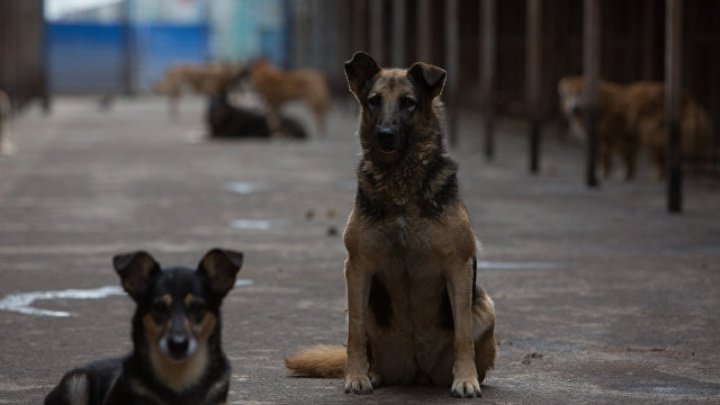 Жители Бельц страдают от нападений крыс и бродячих собак