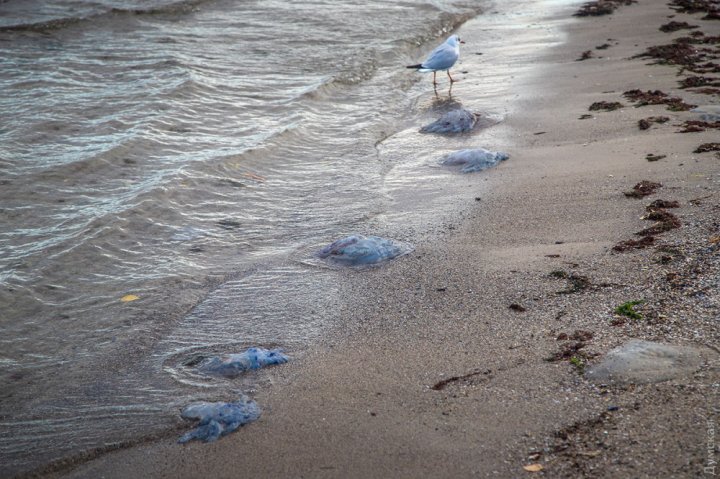 В Одессе отступило море: фото