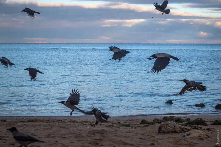 В Одессе отступило море: фото