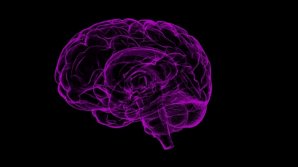 Ученые выяснили, как мозг человека запоминает и стирает информацию