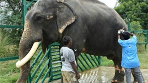 Первую в мире больницу для слонов открыли в Индии