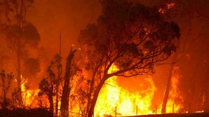 Лесные пожары продолжают бушевать на греческом острове Эвбея