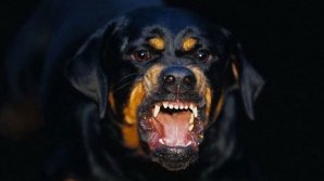 В Страшенах полицейский убил ротвейлера, покусавшего пятерых человек